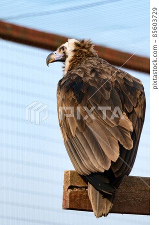Life of a vulture in captivity, an isolated bird in a zoo, zoos of Ukraine. Life of a vulture in captivity, an isolated bird in a zoo, zoos of Ukraine. 85603729