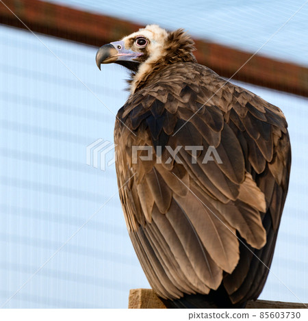 Life of a vulture in captivity, an isolated bird in a zoo, zoos of Ukraine. 85603730