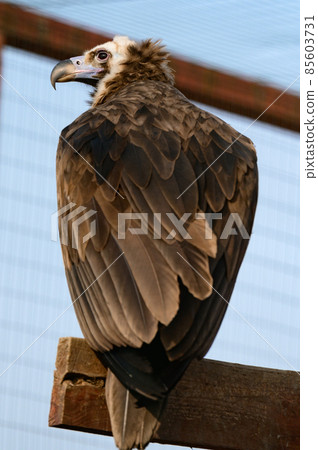 Life of a vulture in captivity, an isolated bird in a zoo, zoos of Ukraine. Life of a vulture in captivity, an isolated bird in a zoo, zoos of Ukraine. 85603731