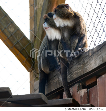 De Brazza monkey Cercopithecus zanectus from Africa in captivity, isolated moth in a zoo. De Brazza monkey Cercopithecus zanectus from Africa in captivity, isolated moth in a zoo. 85603732