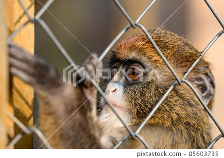 De Brazza monkey Cercopithecus zanectus from Africa in captivity, isolated moth in a zoo. De Brazza monkey Cercopithecus zanectus from Africa in captivity, isolated moth in a zoo. 85603735