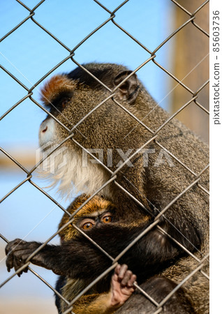 De Brazza monkey Cercopithecus zanectus from Africa in captivity, isolated moth in a zoo. De Brazza monkey Cercopithecus zanectus from Africa in captivity, isolated moth in a zoo. 85603736