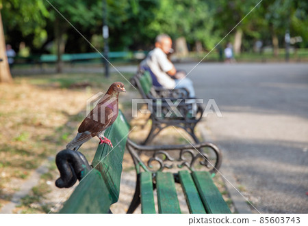 Red pigeon sits on a wooden bench in the park 85603743