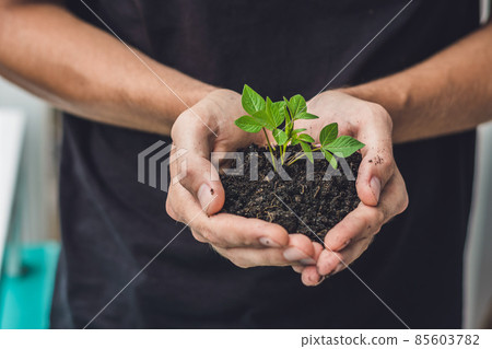 Hands holding young green plant, on black background. The concept of ecology, environmental protection 85603782