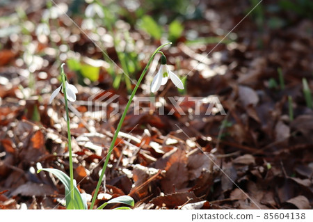 在枯葉的落葉中,聚焦在陽光下盛開的白色雪花蓮的景色 在枯葉的落葉中,聚焦在陽光下盛開的白色雪花蓮的景色 85604138