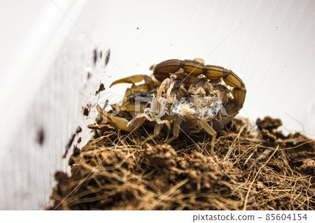 Hottentotta hottentotta with offspring, is a genus of scorpions of the family Buthidae. It is distributed widely across Africa. Very poisonous for people Hottentotta hottentotta with offspring, is a genus of scorpions of the family Buthidae. It is distributed widely across Africa. Very poisonous for people 85604154