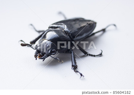 hornless female stag beetle. Lucanus cervus, the European stag beetle, is one of the best-known species of stag beetle family Lucanidae in Western Europe. Red List. hornless female stag beetle. Lucanus cervus, the European stag beetle, is one of the best-known species of stag beetle family Lucanidae in Western Europe. Red List. 85604182