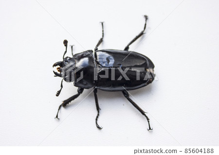 hornless female stag beetle. Lucanus cervus, the European stag beetle, is one of the best-known species of stag beetle family Lucanidae in Western Europe. Red List. 85604188