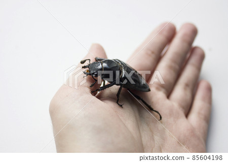 hornless female stag beetle. Lucanus cervus, the European stag beetle, is one of the best-known species of stag beetle family Lucanidae in Western Europe. Red List. 85604198