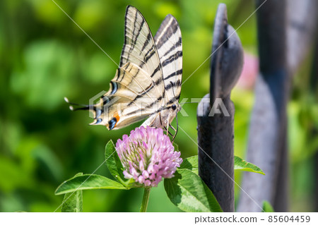 Beautiful Butterfly Scarce Swallowtail, Sail Swallowtail, Pear-tree Swallowtail, Podalirius. Latin name Iphiclides podaliriu. Butterfly collects nectar on flower. 85604459