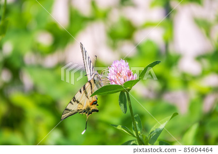 Beautiful Butterfly Scarce Swallowtail, Sail Swallowtail, Pear-tree Swallowtail, Podalirius. Latin name Iphiclides podaliriu. Butterfly collects nectar on flower. 85604464