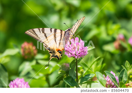 Beautiful Butterfly Scarce Swallowtail, Sail Swallowtail, Pear-tree Swallowtail, Podalirius. Latin name Iphiclides podaliriu. Butterfly collects nectar on flower. Beautiful Butterfly Scarce Swallowtail, Sail Swallowtail, Pear-tree Swallowtail, Podalirius. Latin name Iphiclides podaliriu. Butterfly collects nectar on flower. 85604470