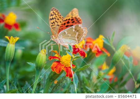 The dark green fritillary butterfly collects nectar on flower. Speyeria aglaja is a species of butterfly in the family Nymphalidae. 85604471
