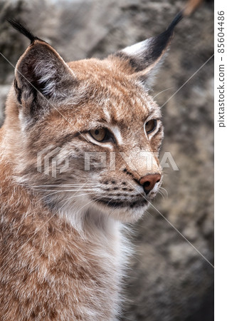 Portrait of The Eurasian lynx close-up, lat. Lynx lynx 85604486