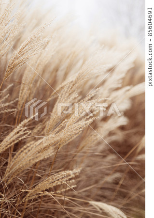 Abstract natural background of soft plants Cortaderia selloana. Pampas grass on a blurry bokeh, Dry reeds boho style. Fluffy stems of tall grass in winter Abstract natural background of soft plants Cortaderia selloana. Pampas grass on a blurry bokeh, Dry reeds boho style. Fluffy stems of tall grass in winter 85604691