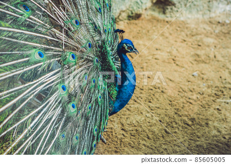 Peacock spreading the beautiful tail in the park Peacock spreading the beautiful tail in the park 85605005