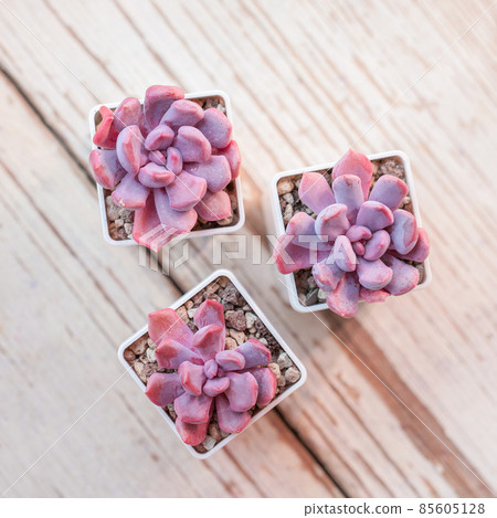 Beautiful flowers of Echeveria Cupid on wooden background, top view 85605128