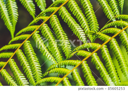Green leaf texture. Leaf texture background Green leaf texture. Leaf texture background 85605253
