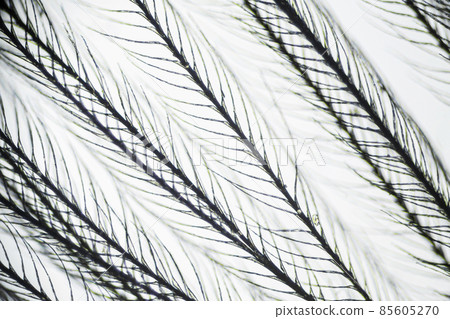 Feather from a pillow under a microscope, magnification of 40 times Feather from a pillow under a microscope, magnification of 40 times 85605270