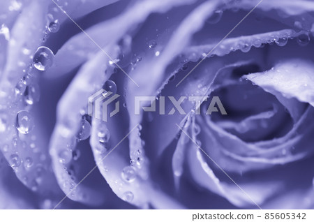 Violet rose macro Violet rose macro 85605342