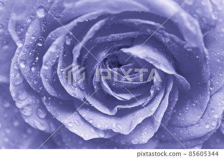 Violet rose macro Violet rose macro 85605344