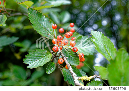 Redcurrant berries in the garden Redcurrant berries in the garden 85605796