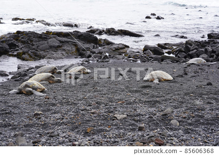 Sea turtle in Hawaii island 85606368