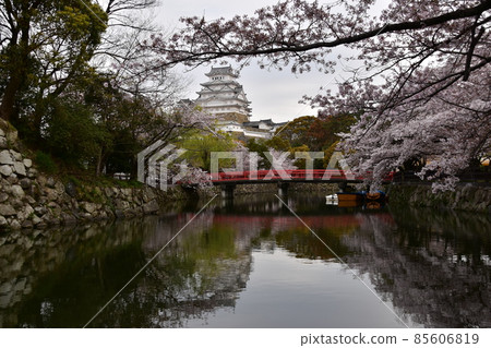 Himeji City, Hyogo Prefecture, Japan Himeji Castle, a World Heritage Site and National Treasure, Spring cherry blossoms and a magnificent castle tower, a red bridge over a moat Himeji City, Hyogo Prefecture, Japan Himeji Castle, a World Heritage Site and National Treasure, Spring cherry blossoms and a magnificent castle tower, a red bridge over a moat 85606819