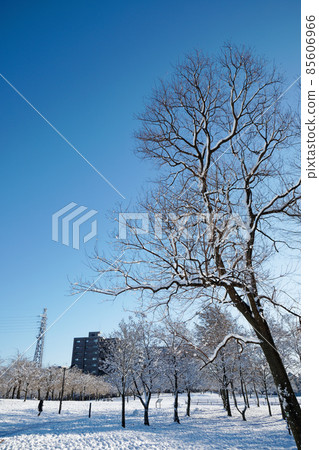 小野原公園的雪景 森林樹木上的雪覆蓋 85606966