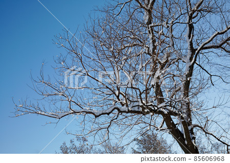 森林樹枝上的積雪 小野原公園的雪景 85606968