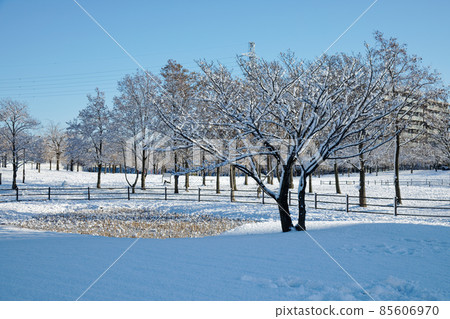 Snow scene in Ogunohara Park Snow cover on trees in the forest 85606970