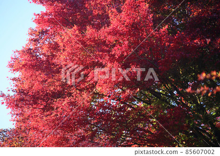 Autumn leaves of maple burning red Autumn leaves of maple burning red 85607002