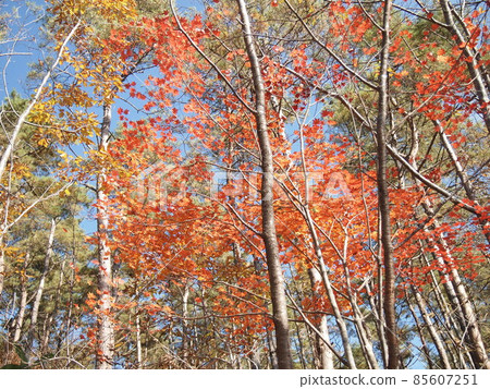 Autumn leaves 85607251