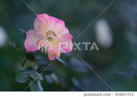 Rose B 85607352