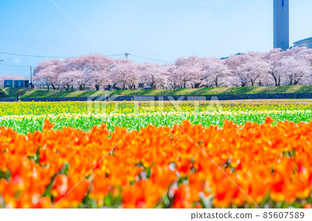 Asahi Funakawa Spring Quartet [Toyama Prefecture] 85607589