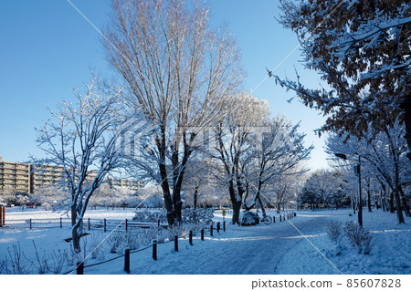 Snow cover on the branches of trees in the forest Snow scene in Ogunohara Park Snow cover on the branches of trees in the forest Snow scene in Ogunohara Park 85607828