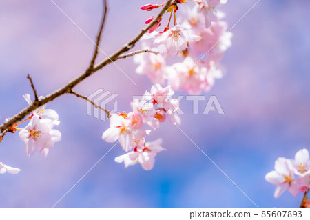 The first cherry blossom in the world, spring up at Takato Castle Ruins Park [Nagano Prefecture] 85607893