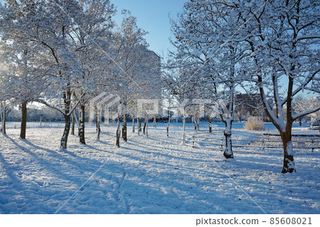 小野原公園森林中樹枝上的雪覆蓋雪景 小野原公園森林中樹枝上的雪覆蓋雪景 85608021