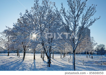 Snow scene of Ogunohara Park, winter scenery, glow Snow scene of Ogunohara Park, winter scenery, glow 85608050