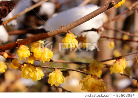 Ueno Toshogu Botanen's Japanese allspice with snow on its branches (3) Ueno Toshogu Botanen's Japanese allspice with snow on its branches (3) 85608084