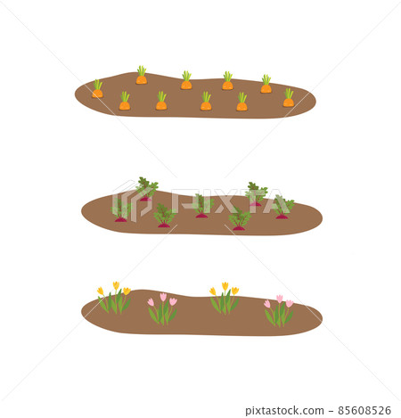 Vegetable plots with different root vegetables Vegetable plots with different root vegetables 85608526