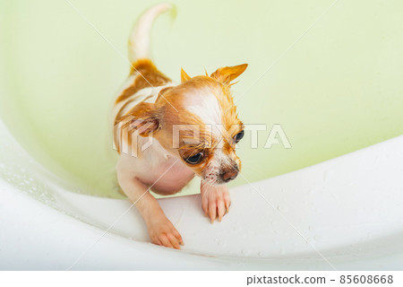 Chihuahua dog bathes in bathroom. A clean dog is standing in the water in the bathroom. 85608668