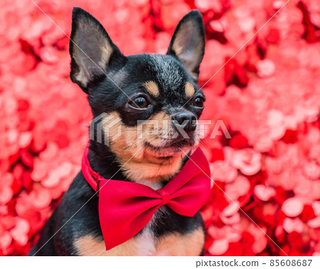 Animal dog. Dog breed Chihuahua mini tricolor on a red background with sparkles. Animal dog. Dog breed Chihuahua mini tricolor on a red background with sparkles. 85608687