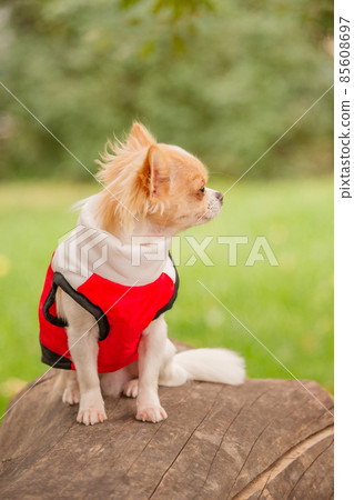 A long-haired chihuahua of white-red color in a vest sits on a tree stump. Animal. A long-haired chihuahua of white-red color in a vest sits on a tree stump. Animal. 85608697