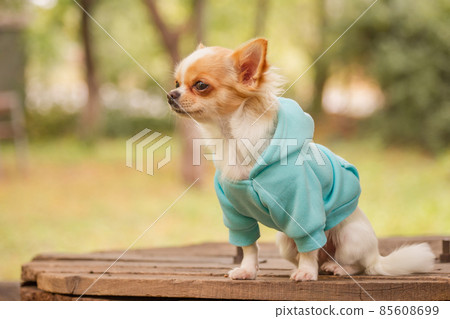 A long-haired chihuahua of in a blue hoodie. Animal. A long-haired chihuahua of in a blue hoodie. Animal. 85608699