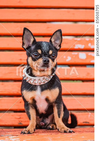 Chihuahua dog. A dog in a white collar for a walk. Animal, pet. Chihuahua dog. A dog in a white collar for a walk. Animal, pet. 85608705