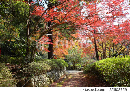 Bright autumn leaves Japanese maple Bright autumn leaves Japanese maple 85608759