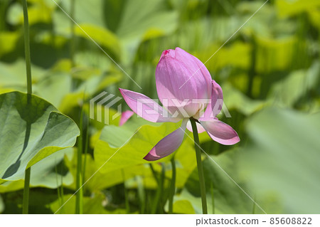 粉紅色的蓮花 粉紅色的蓮花 85608822
