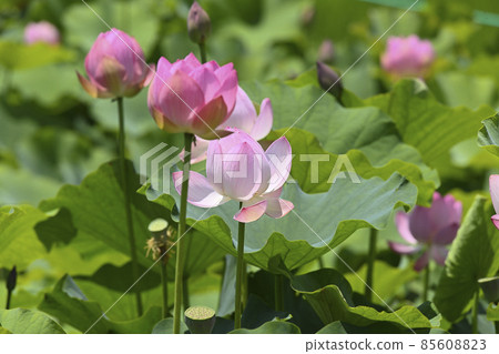 粉紅色的蓮花 粉紅色的蓮花 85608823