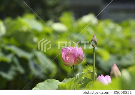 Pink lotus flower Pink lotus flower 85608831
